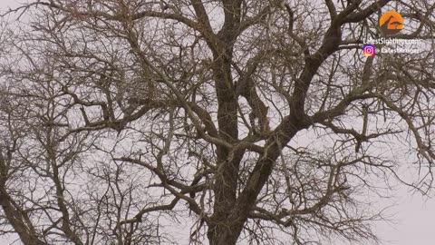 A leopard spotted an eagle's nest right at the top of an extremely tall thorn tree