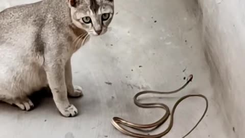 Fanny cat 🐈 vs snake 🐍