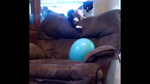 Reaction to Playing Balloon - Funny Cat Toy Reaction