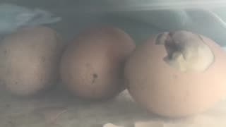 Time lapse chick hatching