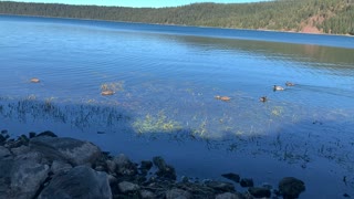 Central Oregon – Paulina Lake “Grand Loop” – Graceful Ducks