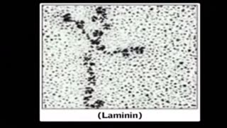 Loui Giglio. The glue that holds it together. Laminin