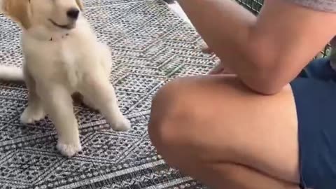 Dog teaches puppy how to high-five #goldenretriever #dog