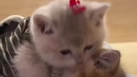 Cuddle Time ❣️😻Love Cats, Cute kitten