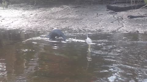 Florida River Otter Yellow Crowned Night Heron