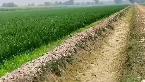 DISCOVERING BEAUTY OF PUNJAB WITH AGRICULTURAL GREEN FIELDS OF CROPS