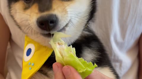 Adorable Baby Dog Tries Many Types of Food! Cute Puppy Taste Test Adventure