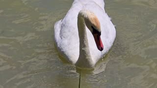 Swan looking for food at the bottom of a river / beautiful water bird in the water.