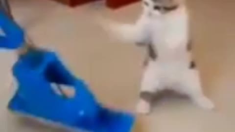 Funny Cute cat Dance ....viral shorts video 2022