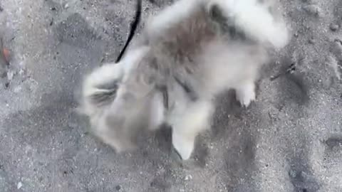 My Pomeranian Puppy Always Do This At The Beach