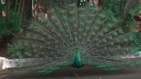 BEAUTIFUL PEACOCK OPENING FEATHERS
