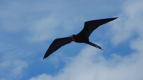 Ecuador: Frigate bird in flight Galapagos