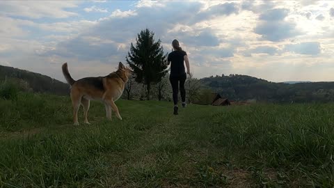 german shepherd running