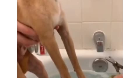 Cute dog feared from cutting his nail #shorts #cutedog #funnydogvideos