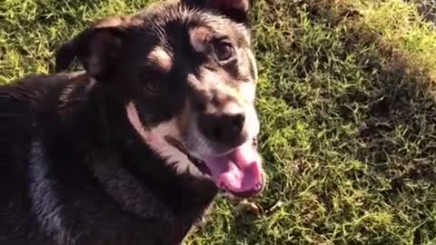 The Journey of a Lost Ball Between Man and Dog