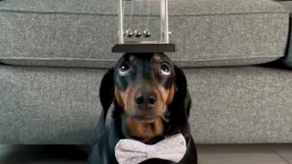 Harlso the Dachshund Balancing Newton's Cradle on His Head