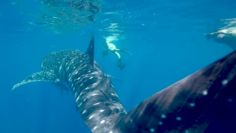 Nice looking Humpback whales very long and shinny