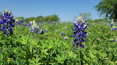Bluebonnets in North Texas April 2023