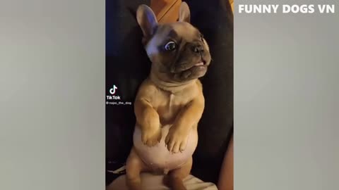 the best funny video animals 2023 , try not laugh 😂