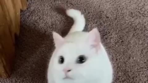Cat : FEEL ME 😈☠ ! - Funny Cats Videos 2021 😂 ​