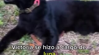 Victoria imaginó que estaba rescatando un gato pero era una pantera