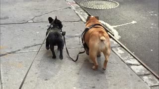 Puppy takes English Bulldog for a walk!