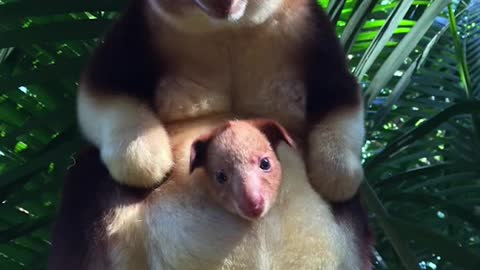 Animals you haven’t seen as babies 🌍😯