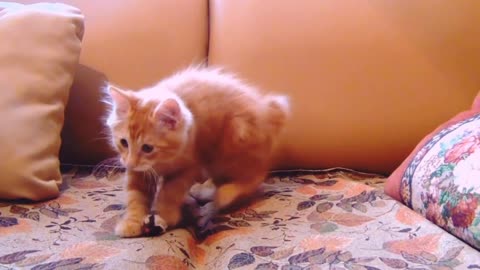Kitten playing with a rat /cute kitten