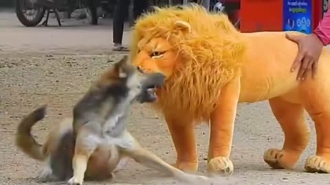 Fake Lion & Fake Tiger Prank on Dogs FUNNY