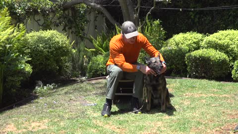 Prong Collar Mistakes People Make with German Shepherds - Robert Cabral Dog Training Video