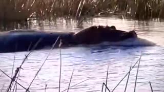 Hippos have a terrifying speed