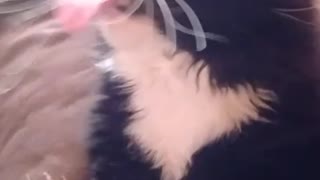 Cat Makes Funny Noises While Being Stroked