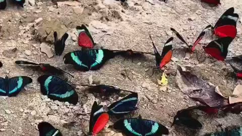 butterfly game
