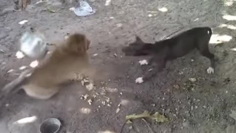 Dog and monkey fight