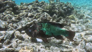 Rainbow Parrotfish