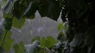 Rain Sounds For Relaxing, Focus or Sleep White Noise