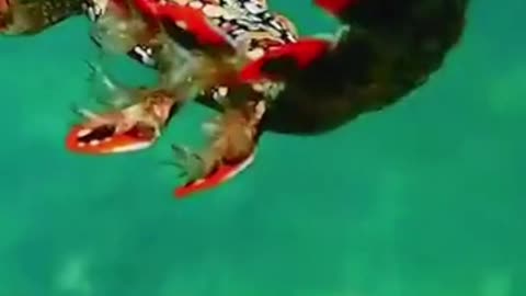 Rare sea creature swimming