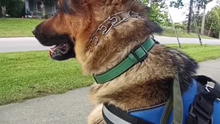 Service dog Virgil