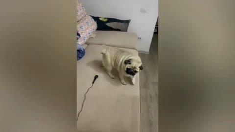 Doggy got Prank while sleeping