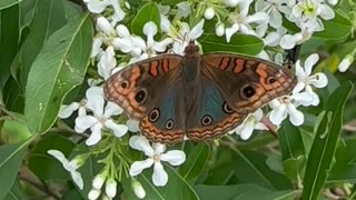 Desenhos de olhos nas asas das borboletas