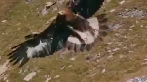 Eagle snatches a Goat off a cliff!