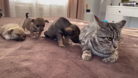 Funny Cat Reaction to Puppies