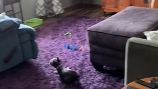 Twin dogs play session is the cutest!