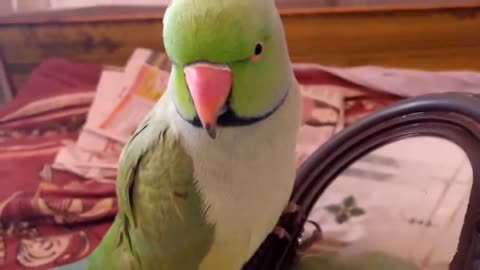 Speaking parrot 🦜