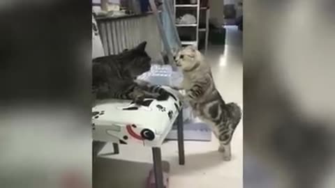 These Cats Speak English Better Than Hooman Best So Far