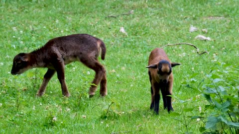 Cameroon Sheep Cub Sheep Small Cute Farm Animal