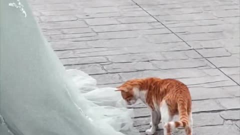 Funny cats video