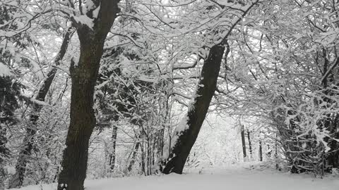 Relaxing beautiful winter, snowfall.