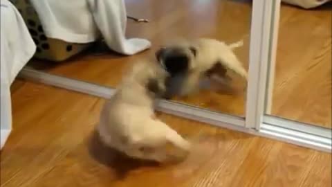 Top funny and cute dog video