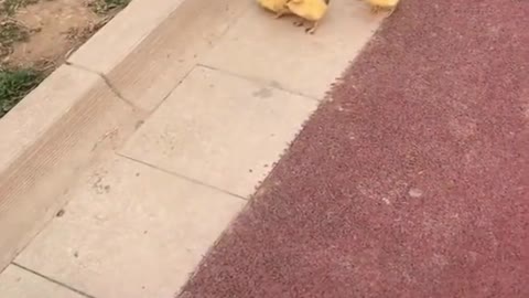 Cute Dog marches lil Ducks #Funny #Video